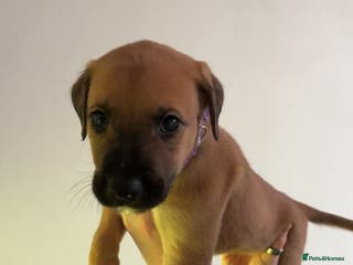 Lurcher dogs Saluki Bull Greyhound Puppies - Advert 5