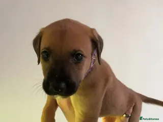 Lurcher dogs Saluki Bull Greyhound Puppies - Advert 10