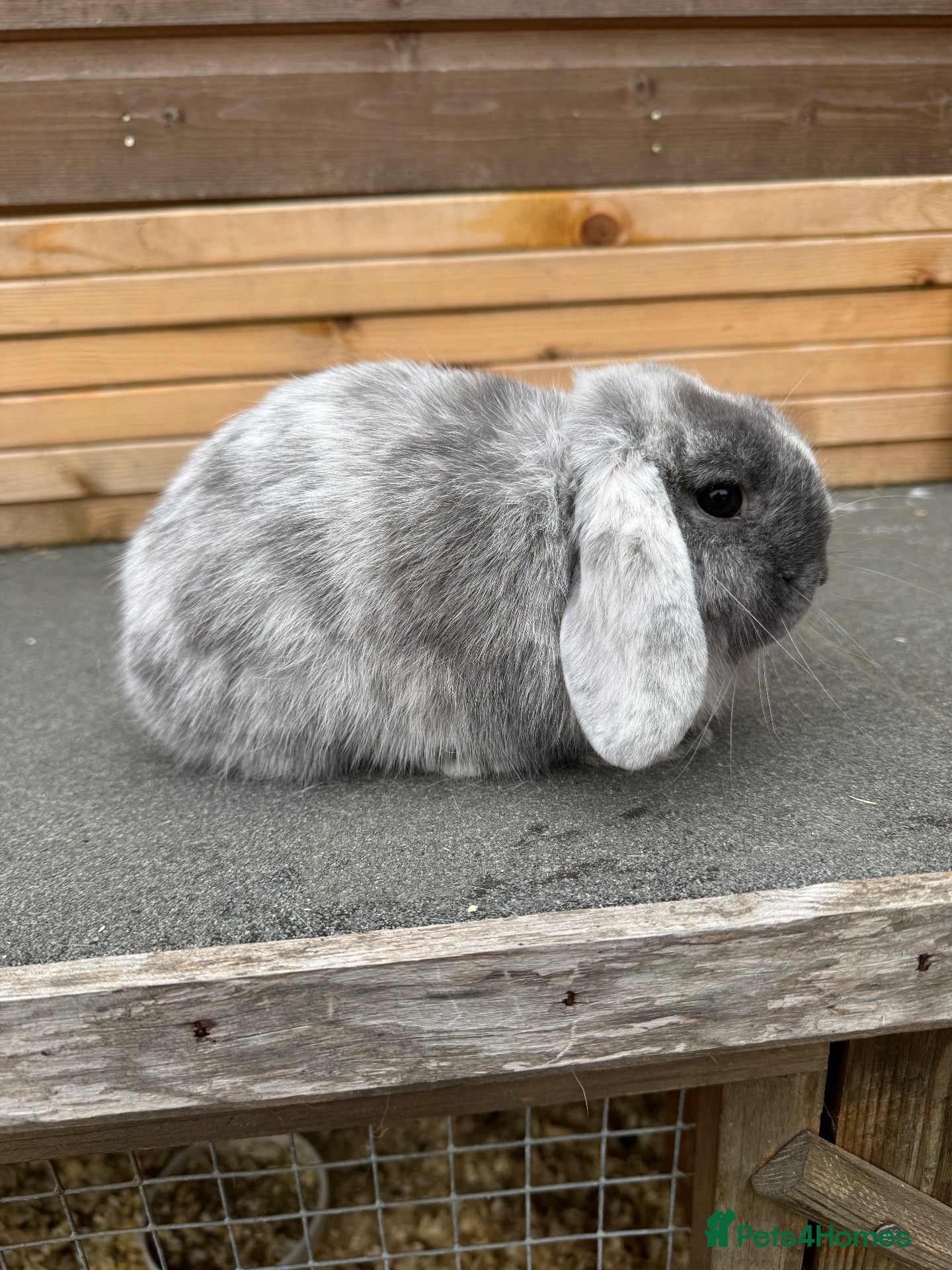 Mini Lop rabbits Magpie mini lop doe - Advert 1