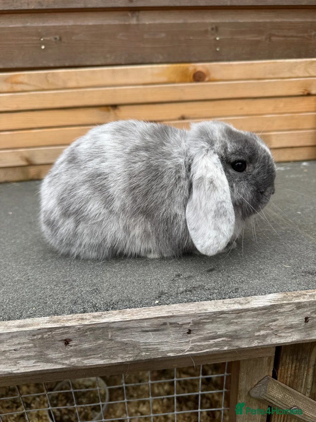Mini Lop rabbits for sale: Magpie mini lop doe - Advert 1