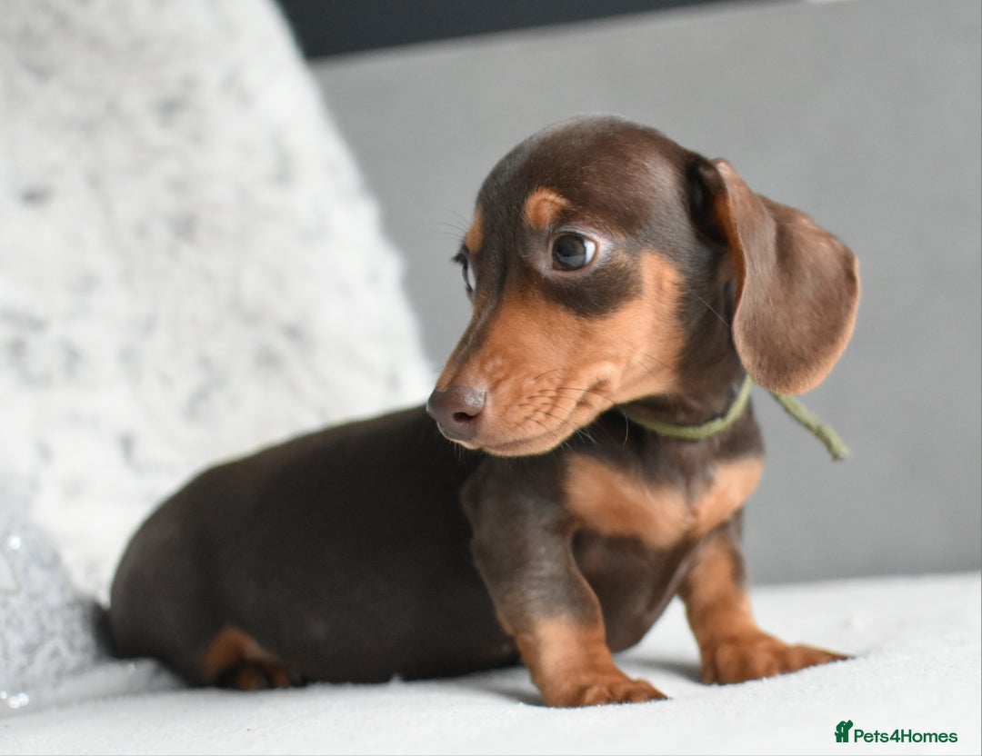 Miniature Dachshund dogs for sale: Miniature Dachshund Boys **READY NOW** - Advert 9