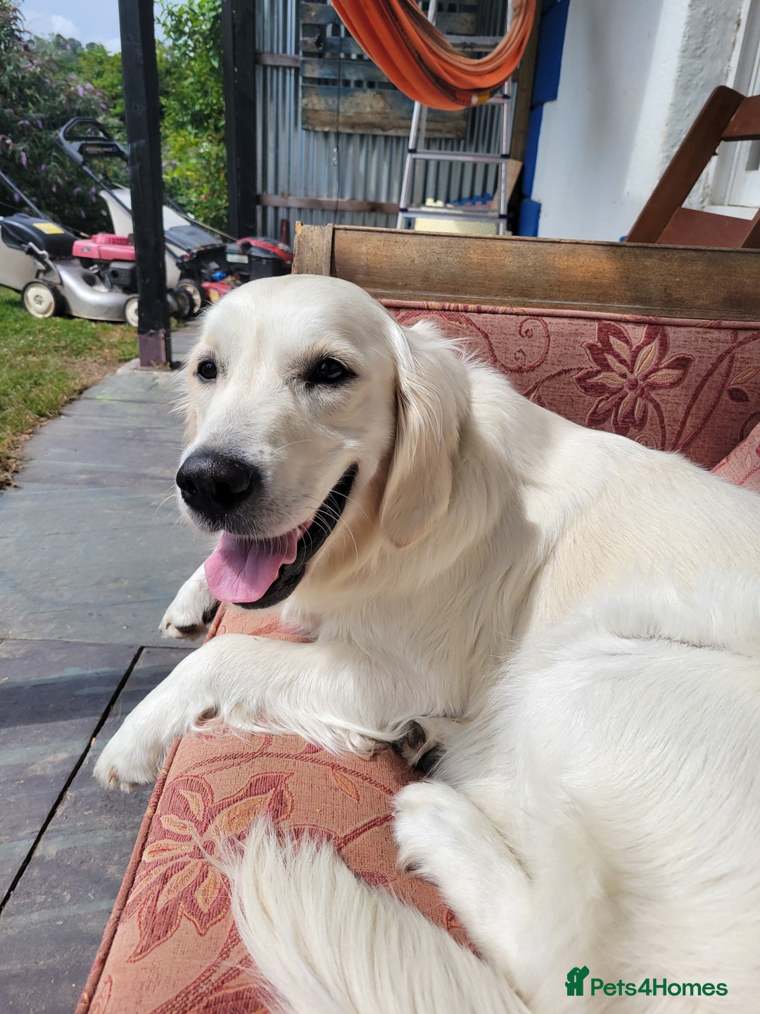 Golden Retriever dogs for sale: Beautiful Golden Retrievers from therapy line - Image 3