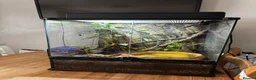 Frog reptiles for sale: 2 Whites Tree Frogs With Full Bioactive Set Up - Advert 5