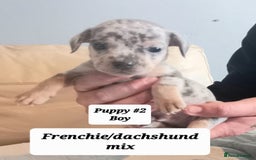 Mixed Breed dogs for sale: Frenchie/Dachshund puppies - Image 14