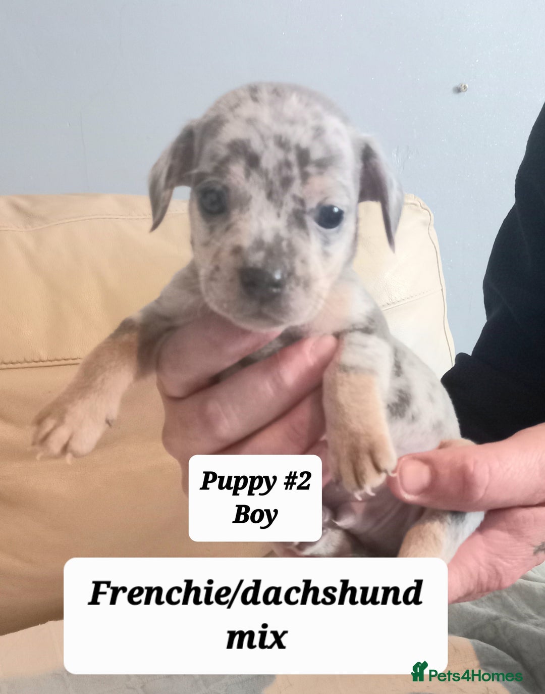 Mixed Breed dogs for sale: Frenchie/Dachshund puppies - Image 14