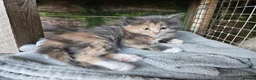 Maine Coon cats for sale: Beautiful Maine Coon kittens  in Warminster - Advert 2