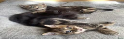 Mixed Breed cats for sale: Adorable kittens ready for a new home ❤️ - Advert 5