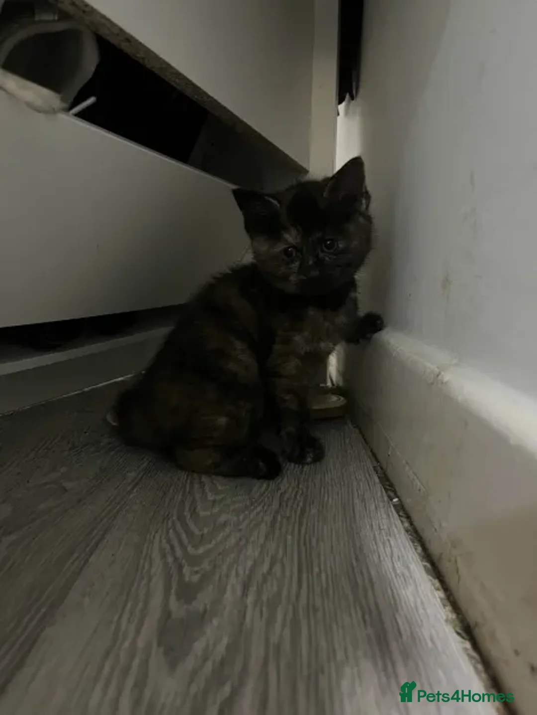 Ragdoll cats for sale: Beautiful Ragdoll Tortishell Kittens for sale! - Image 22