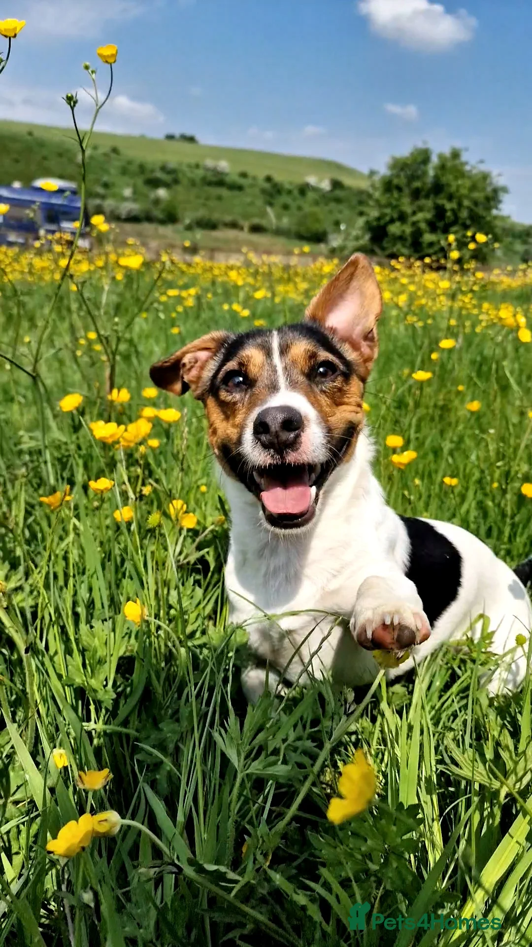 Jack Russell dogs for stud: Tri-colour Jack Russell for stud - Advert 1