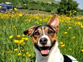 Jack Russell dogs Tri-colour Jack Russell for stud - Advert 9