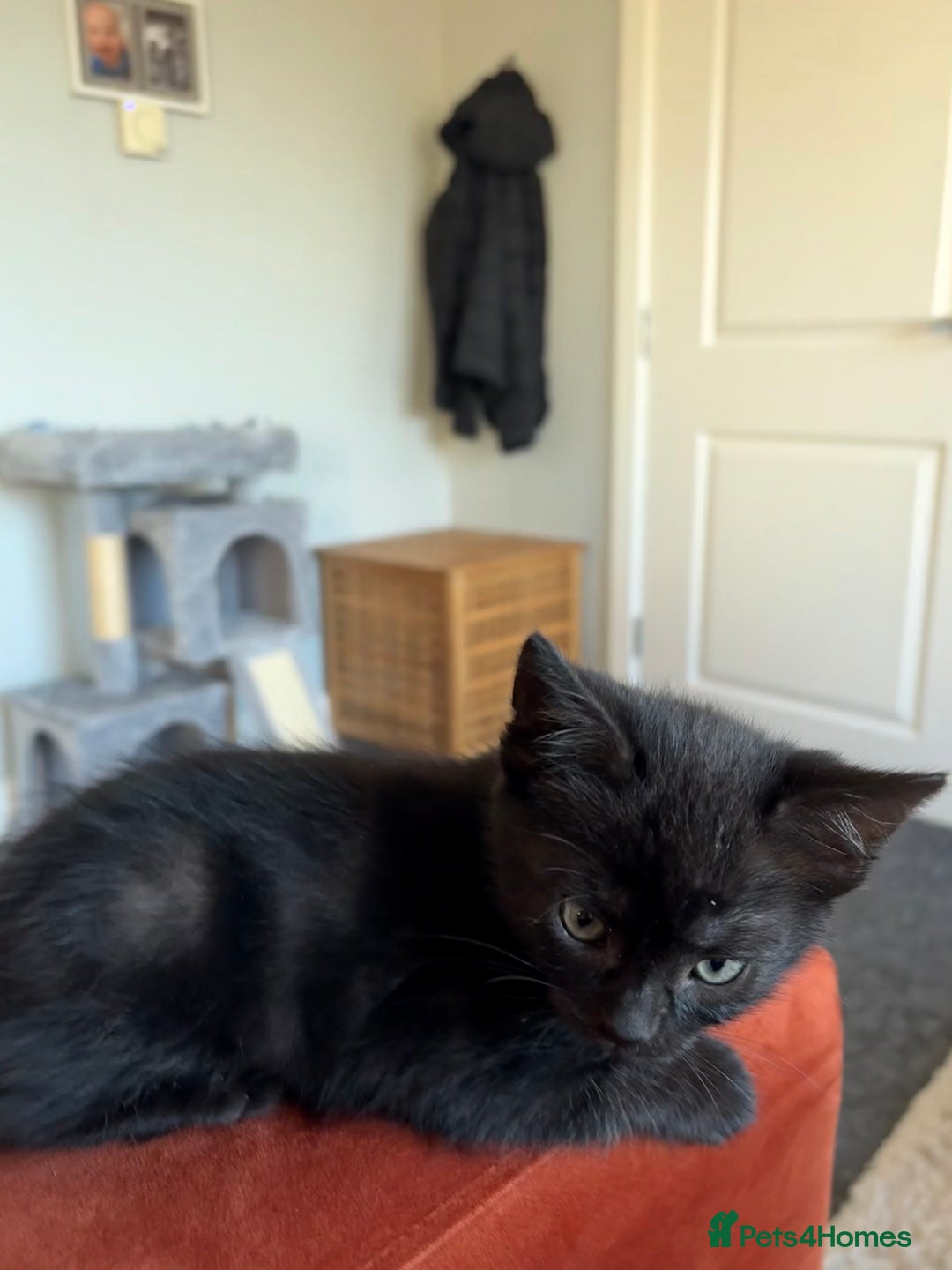 Domestic Shorthair cats for sale: Black Domestic Shorthair  - Advert 2