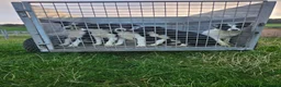 Border Collie dogs for sale: Border collie in Perth - Advert 3