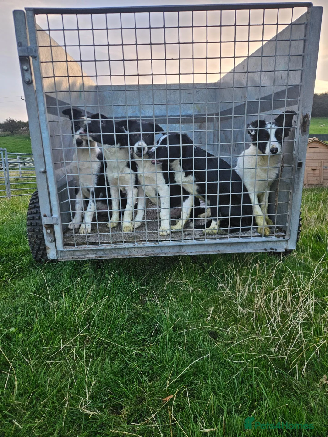 Border Collie dogs for sale: Border collie in Perth - Advert 3