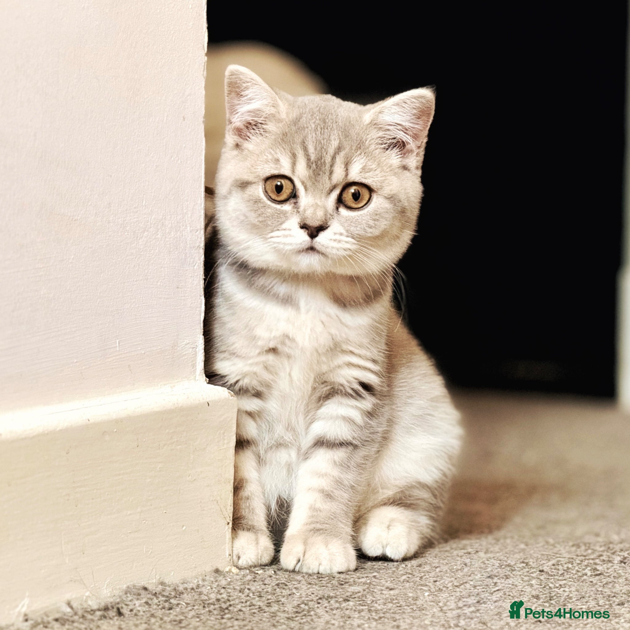 British Shorthair cats Fluffy British Shorthair Kittens - Advert 1