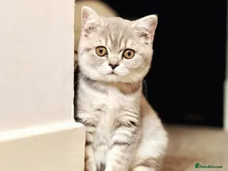 British Shorthair cats Fluffy British Shorthair Kittens - Advert 10