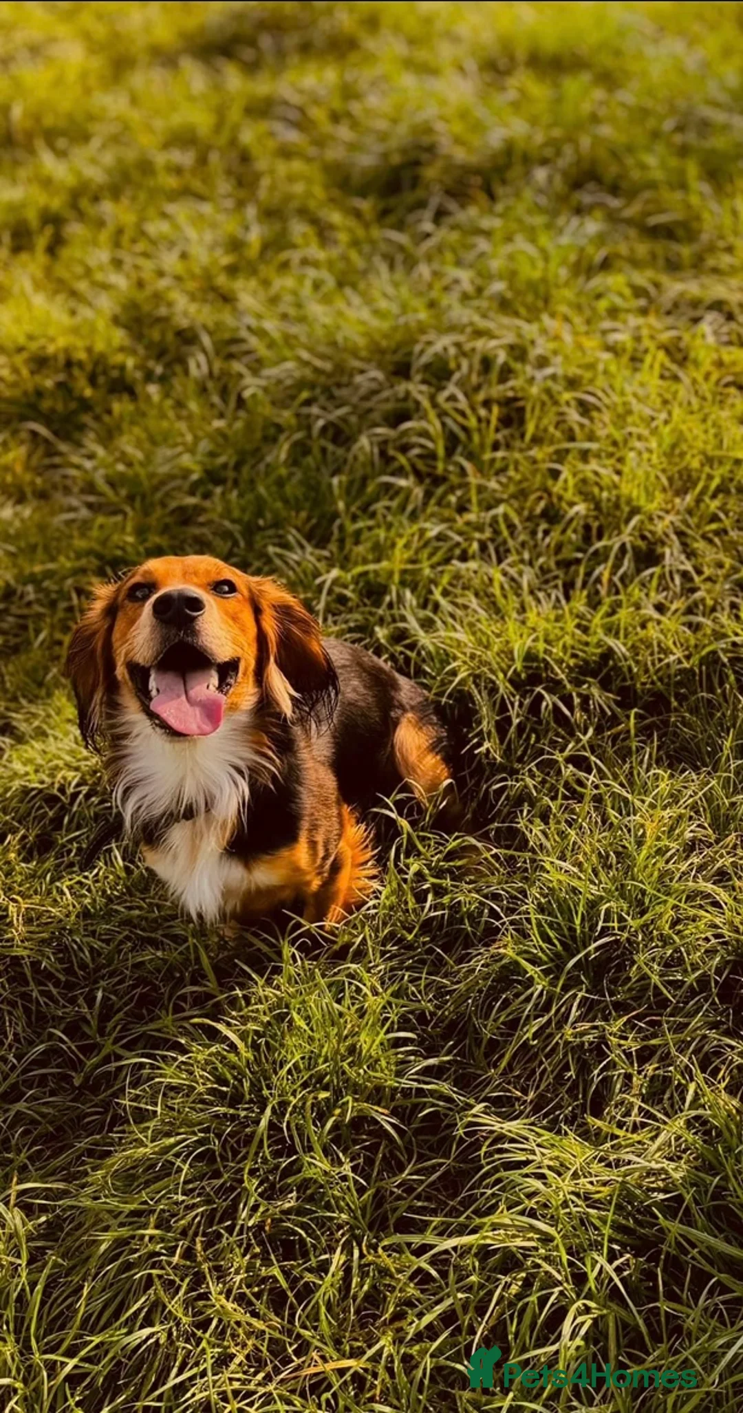 Bocker dogs for sale: * FREE * cocker spaniel x beagle  - Advert 1