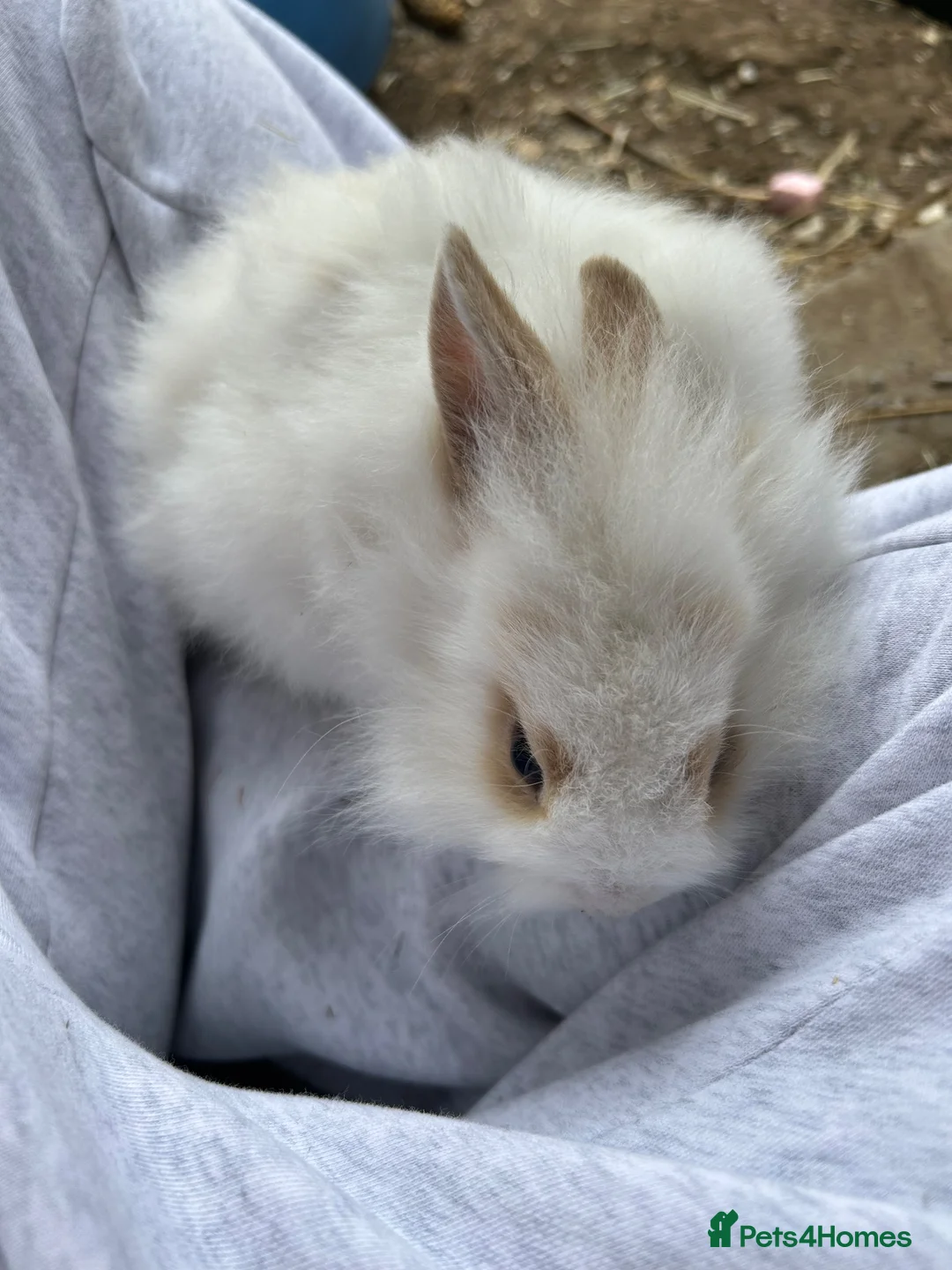 Mixed Breed rabbits for sale: Mini lionhead cross Norwegian dwarf rabbits - Advert 2
