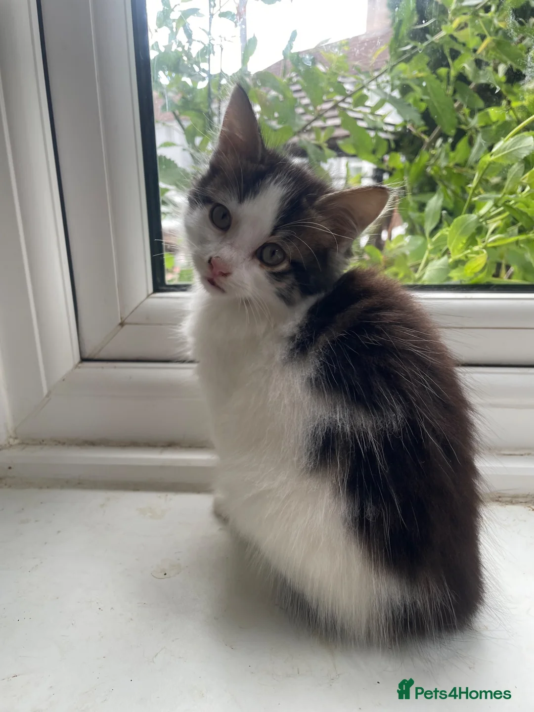 Mixed Breed cats for sale: Four little babies - Advert 23