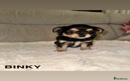 Mixed Breed dogs for sale: Yorkie chihuahua pups for sale  - Image 5
