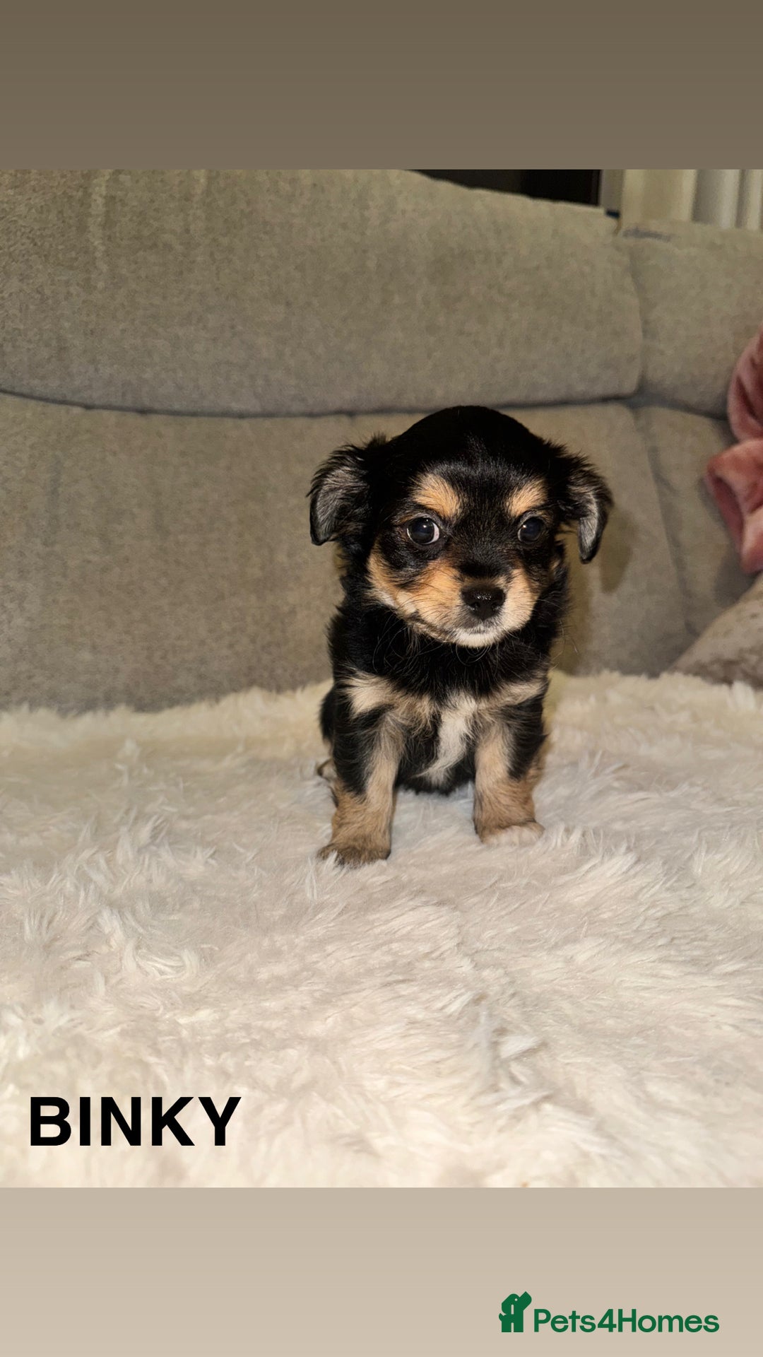 Mixed Breed dogs for sale: Yorkie chihuahua pups for sale  - Image 5