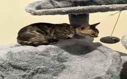 Bengal cats for sale: Bengal Kittens for Sale! (4 BOYS) - Image 9