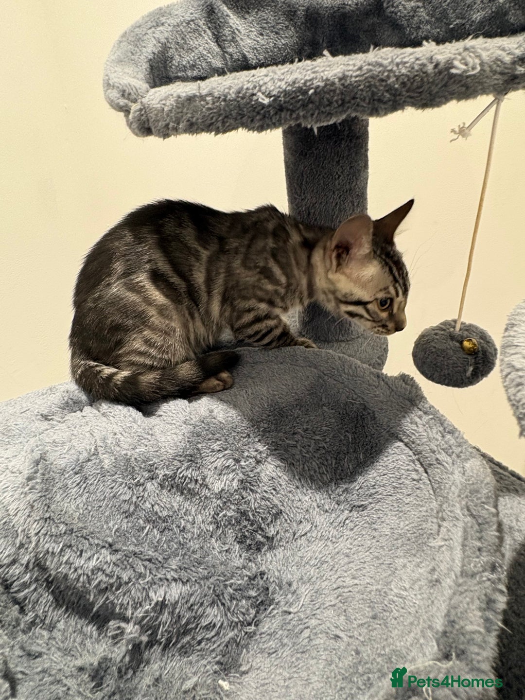 Bengal cats for sale: Bengal Kittens for Sale! (4 BOYS) - Image 9