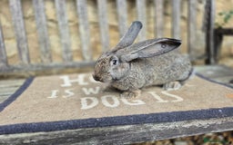Continental Giant rabbits for sale: Pure Continental Giant Vaccinated  - Image 11