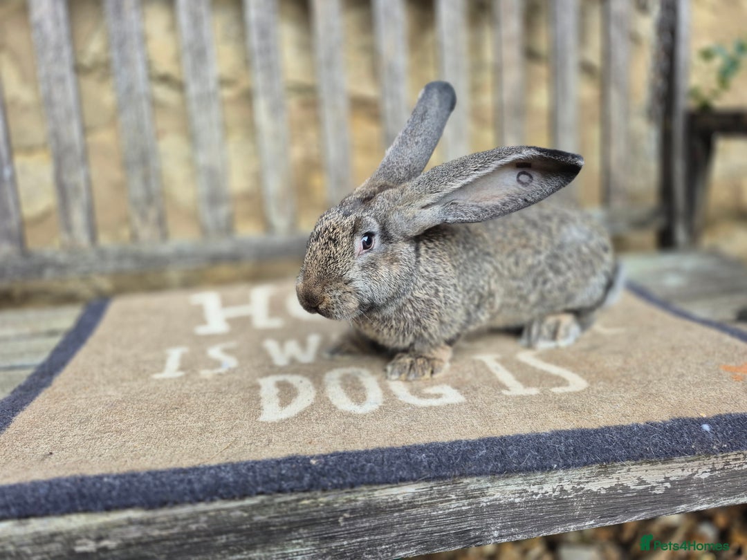 Continental Giant rabbits for sale: Pure Continental Giant Vaccinated  - Image 11