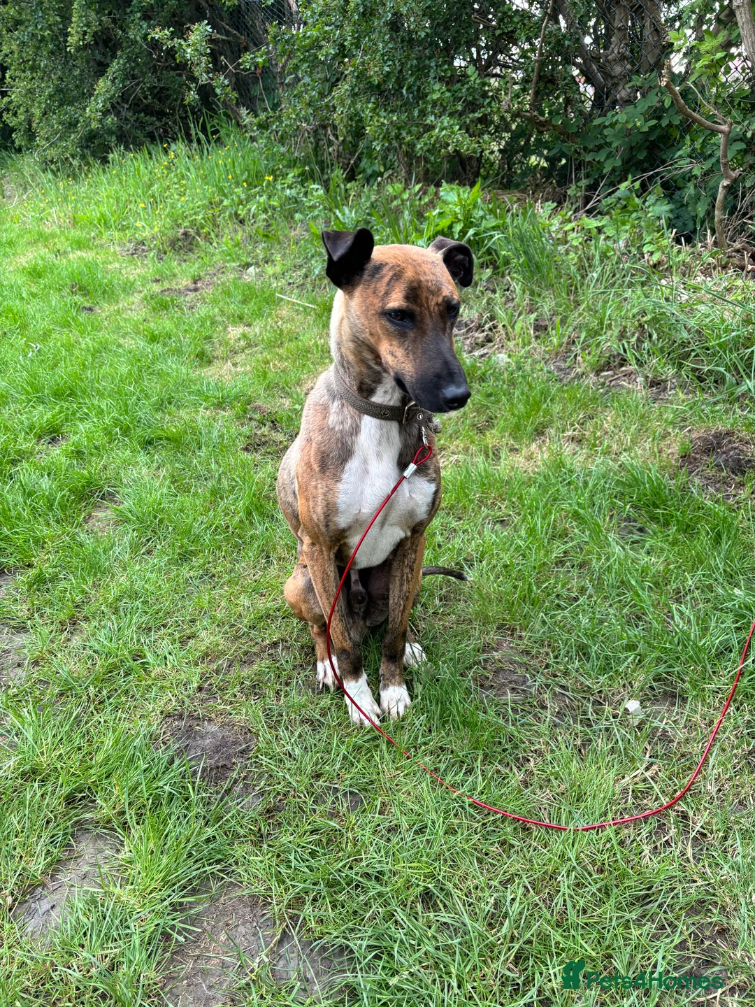 Lurcher dogs for stud: Collie x Whippet stud  in Swadlincote - Advert 3