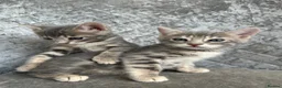 Bengal cats for sale: 💙 Beautiful Blue Bengal Female Kittens TICA Reg - Advert 5