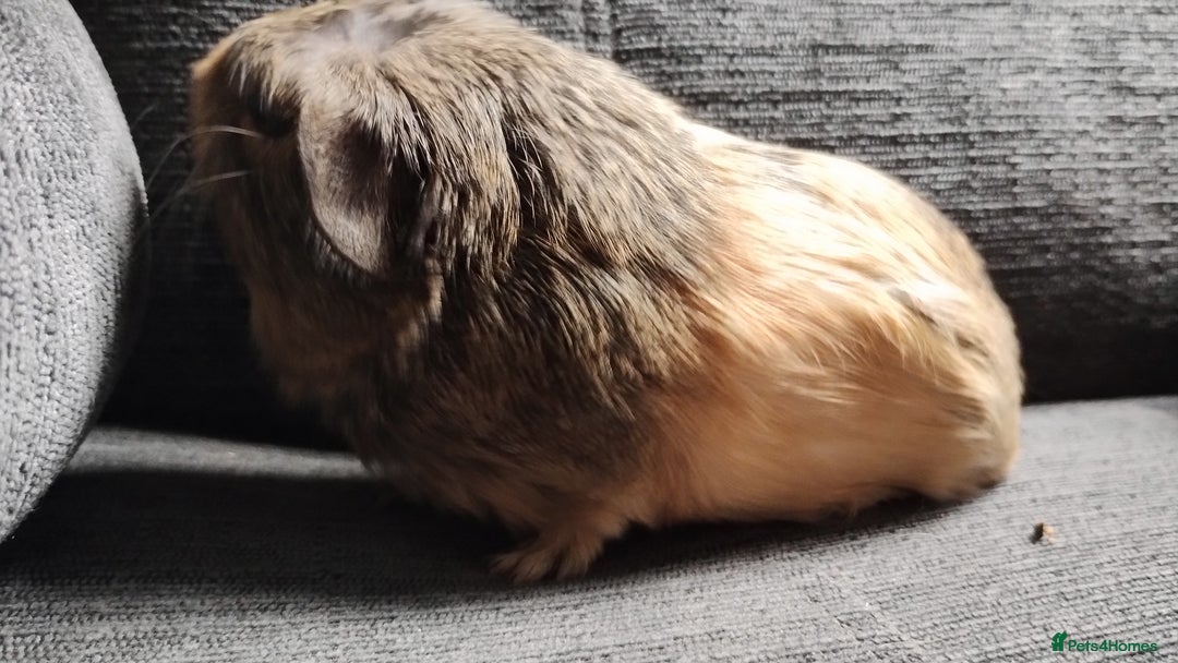 Guinea Pig rodents for sale: Cute pair boy guinea pigs  - Image 6