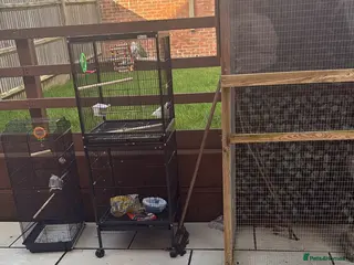 Mixed Breed birds Bird Avery and double cage - Advert 1