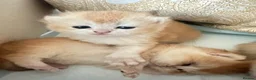 British Shorthair cats for sale: Gorgeous GCCF registered British shorthair Gold. - Advert 6
