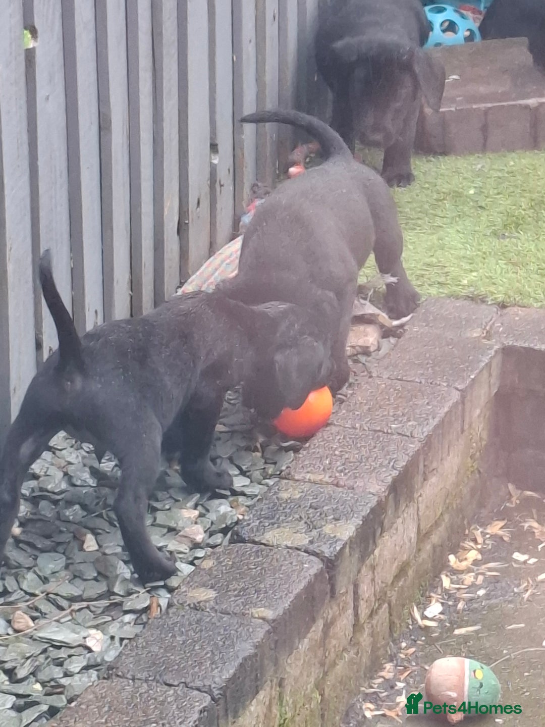 Labrador Retriever dogs for sale: Beautiful Labrador Puppies **READY NOW** - Image 14