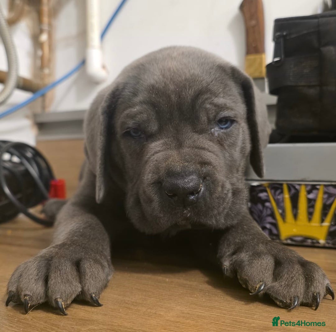 Cane Corso dogs for sale: Ready to leave blue cane corso puppies - Advert 26