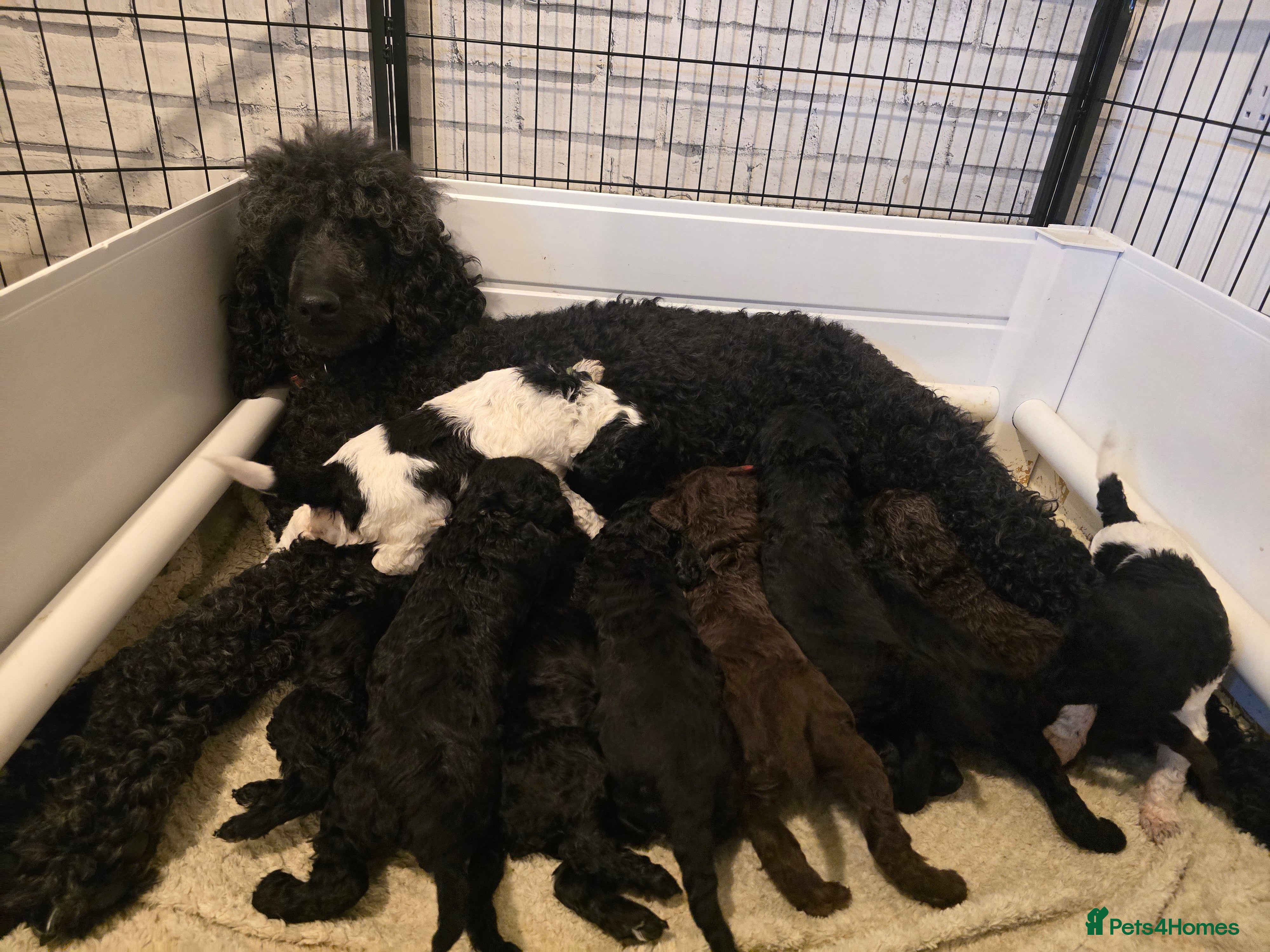 Standard Poodle dogs KC registered Standard Poodles! - Advert 5