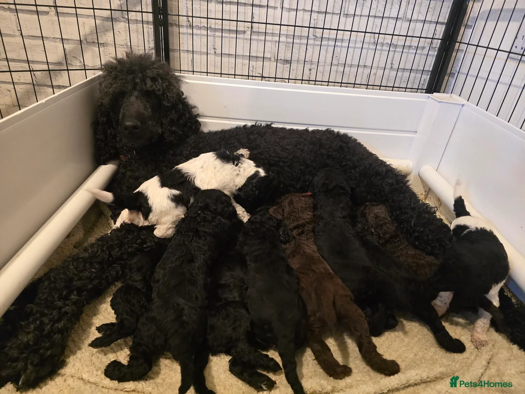 Standard Poodle dogs for sale: Last 2 boys ! KC Standard Poodles! Ready Now! - Advert 7