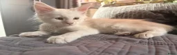 Maine Coon cats for sale: 🐾 Stunning TICA Registered Maine Coon Kittens  - Advert 21