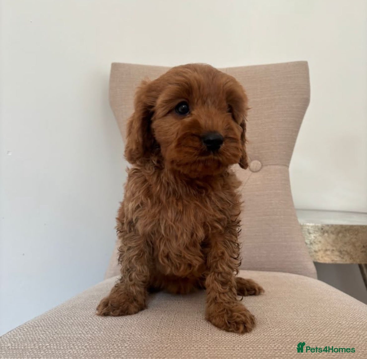 Cavapoo dogs CAVAPOO PUPPIES  - Advert 1