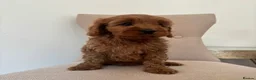 Cavapoo dogs for sale: CAVAPOO PUPPIES  in Plymouth - Advert 1