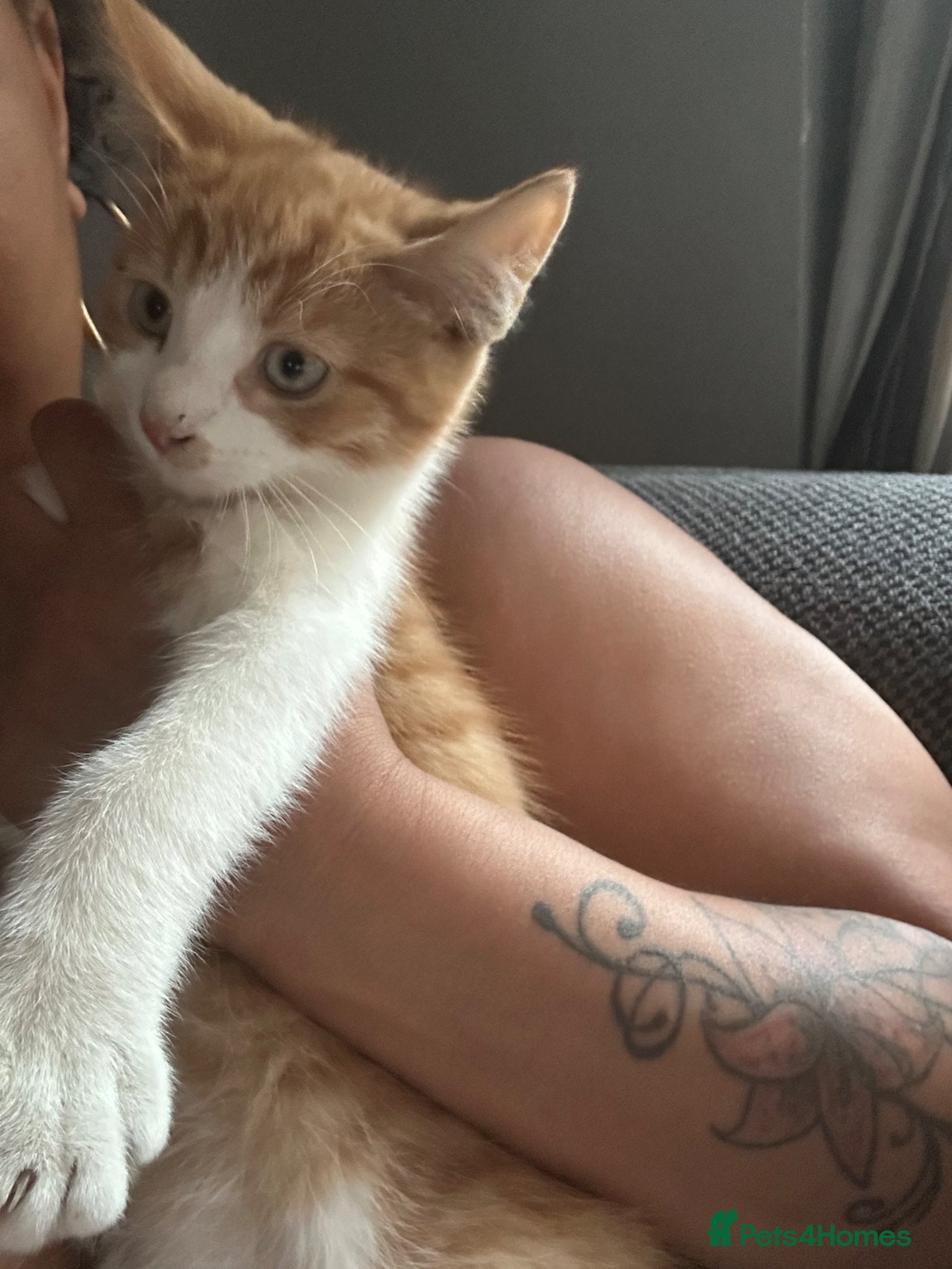 Mixed Breed cats for sale: 10 week old male ginger kitten  - Advert 3