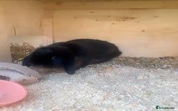 Mini Lop rabbits for sale: Sable mini lop doe - Image 2