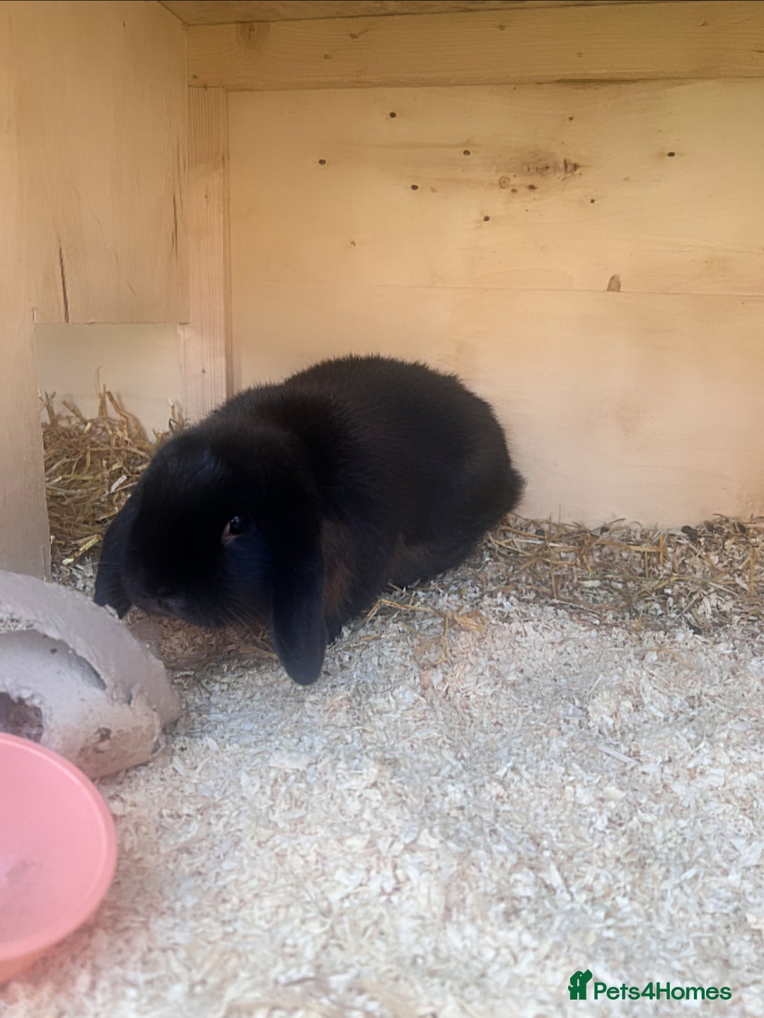 Mini Lop rabbits for sale: Sable mini lop doe - Image 2