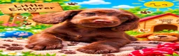 Cocker Spaniel dogs for sale: 2 stunning cocker spaniel brother pups available  in Southampton - Advert 3