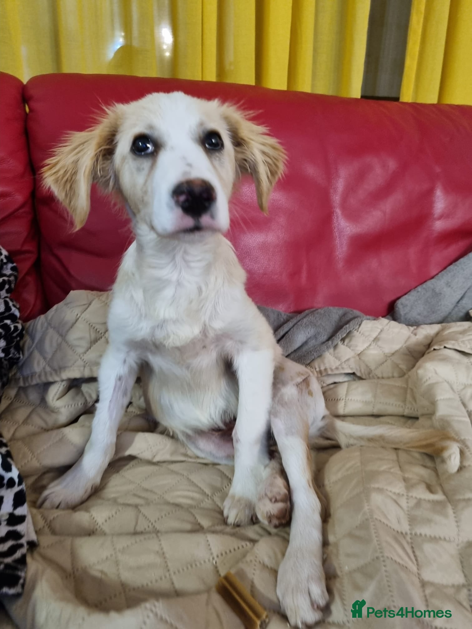 Mixed Breed dogs Sweet Little OLAF – Hit and Run 😡 - Advert 4