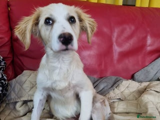 Mixed Breed dogs Sweet Little OLAF – Hit and Run 😡 - Advert 1