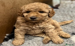 Miniature Poodle dogs for sale: Stunning Miniture Poodles - Image 27