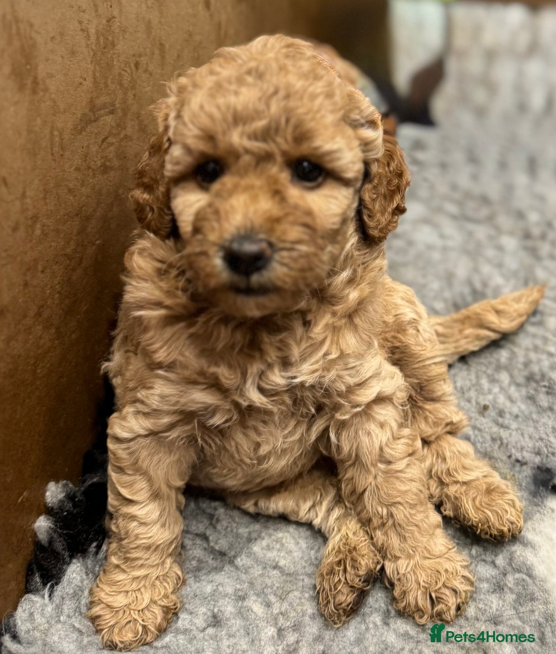 Miniature Poodle dogs for sale: Stunning Miniture Poodles - Image 27
