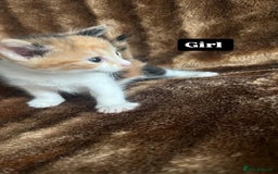 British Shorthair cats for sale: Hello a have very beautiful kittens, - Image 2