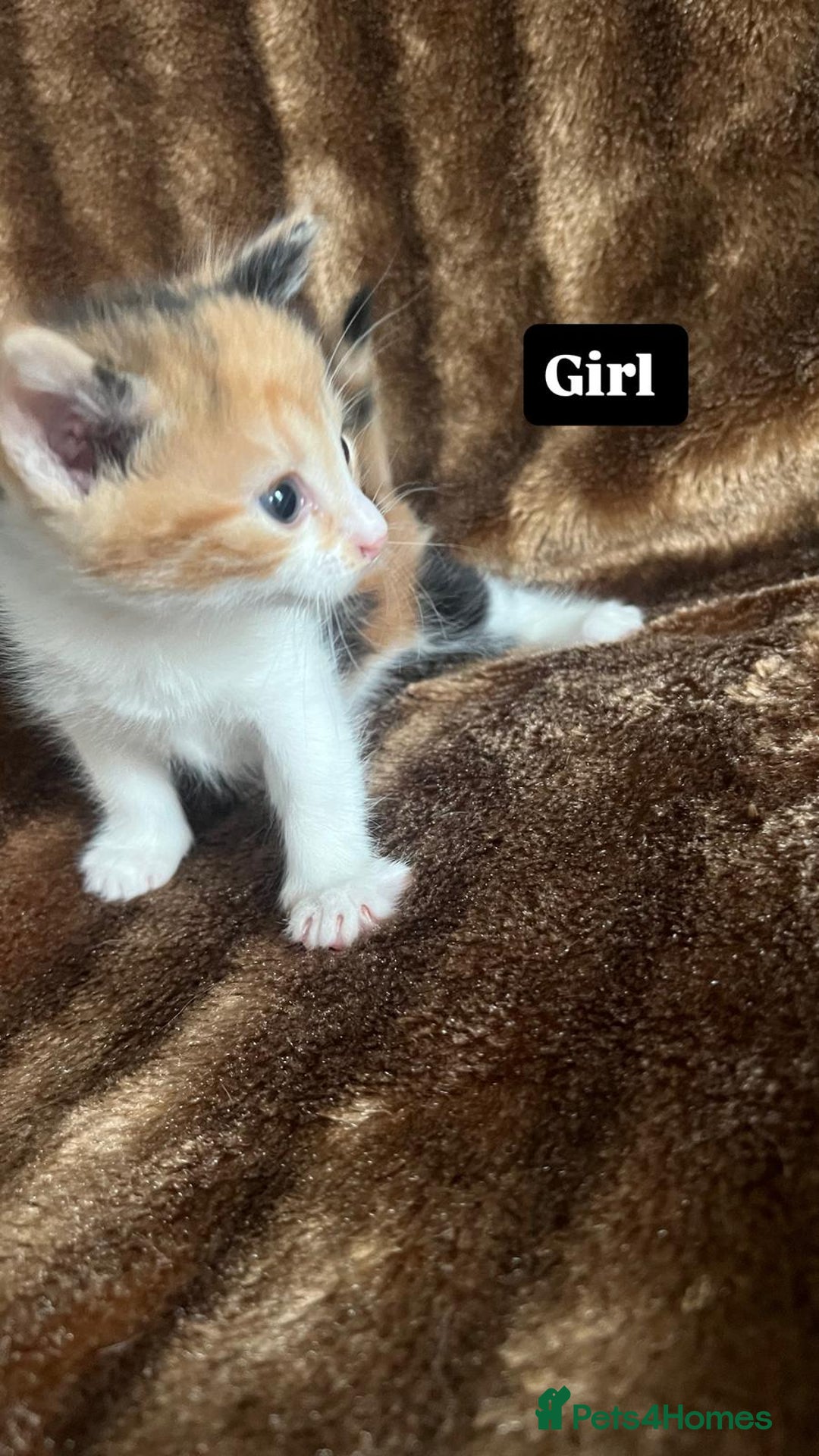 British Shorthair cats for sale: Hello a have very beautiful kittens, - Image 2
